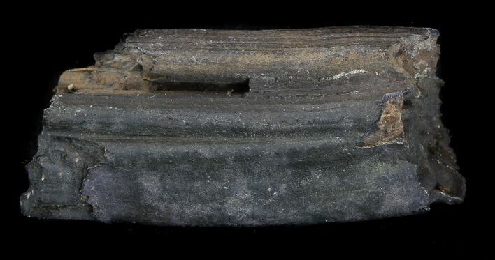 Pleistocene Aged Fossil Horse Tooth - Florida #36038